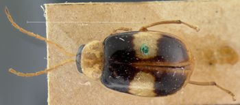 Media type: image; Entomology 18443   Aspect: habitus dorsal view